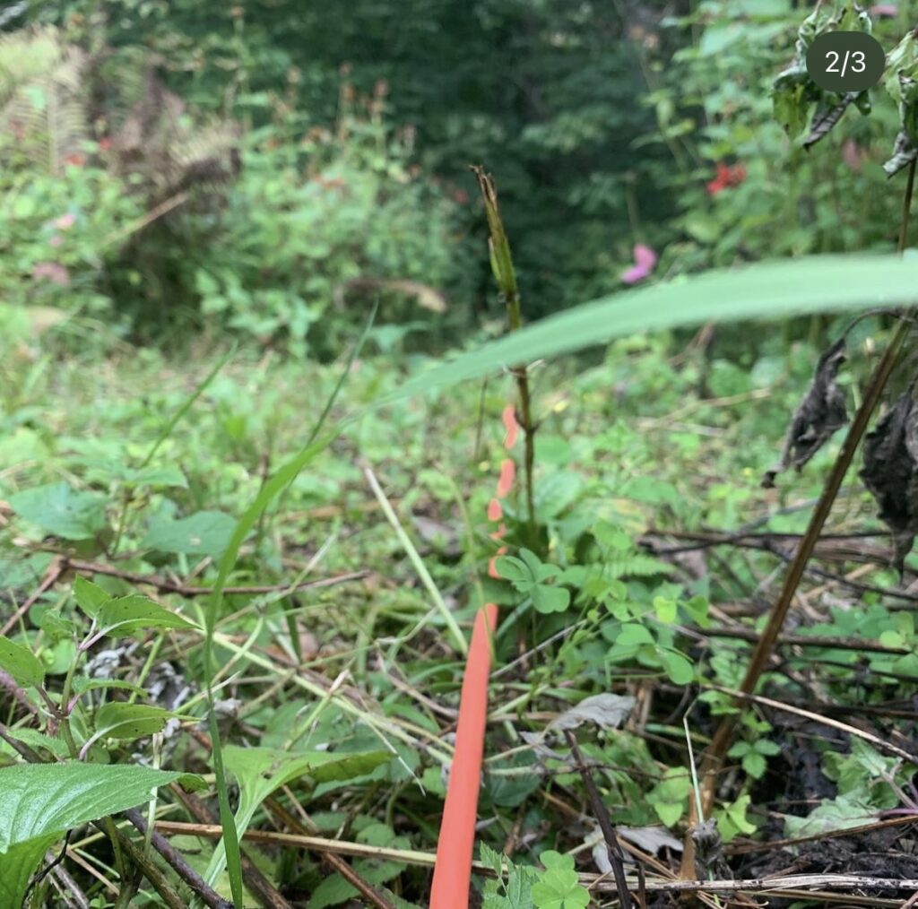 A red cord stretches across forest floor to the center of the image off into the distance